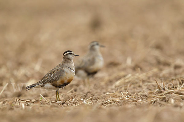 Mornellregenpfeifer (Charadrius morinellus)