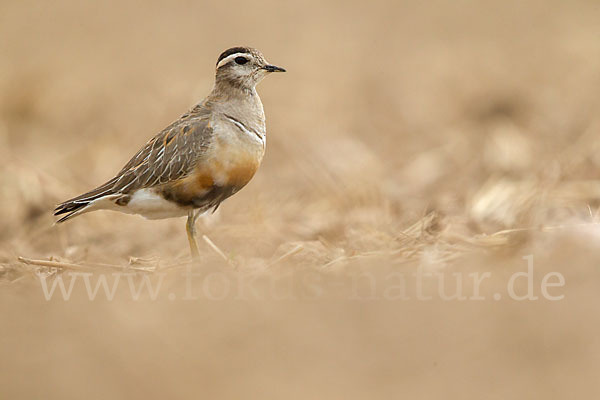 Mornellregenpfeifer (Charadrius morinellus)