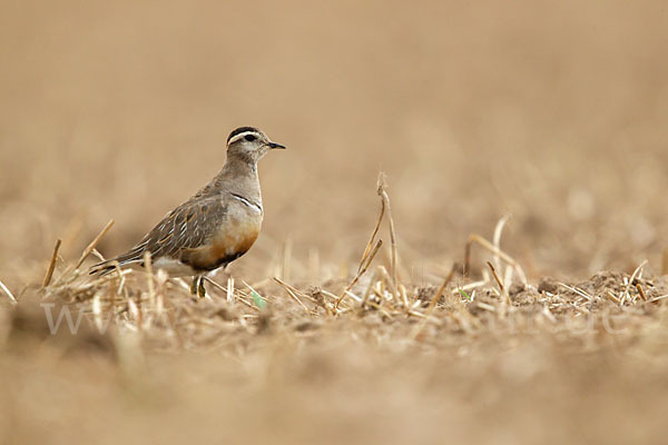 Mornellregenpfeifer (Charadrius morinellus)