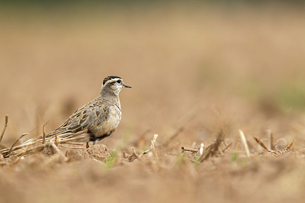 Mornellregenpfeifer (Charadrius morinellus)