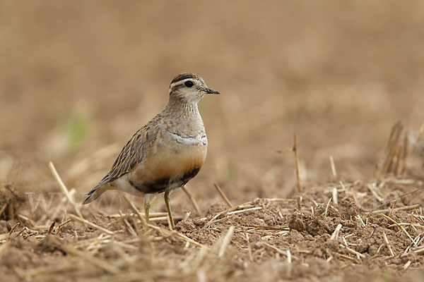 Mornellregenpfeifer (Charadrius morinellus)