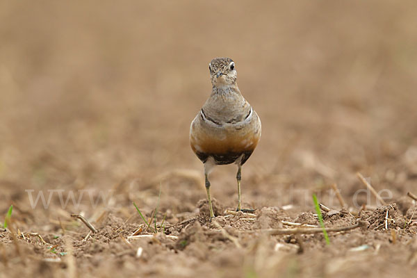 Mornellregenpfeifer (Charadrius morinellus)