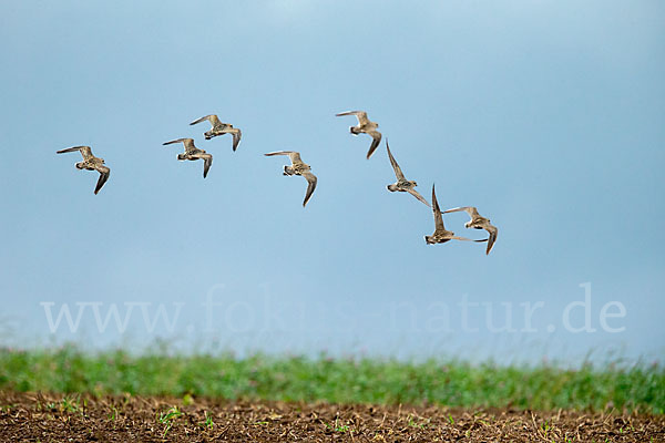 Mornellregenpfeifer (Charadrius morinellus)