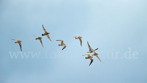 Mornellregenpfeifer (Charadrius morinellus)