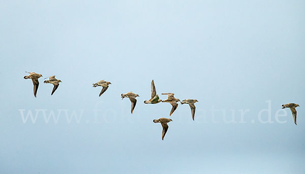 Mornellregenpfeifer (Charadrius morinellus)