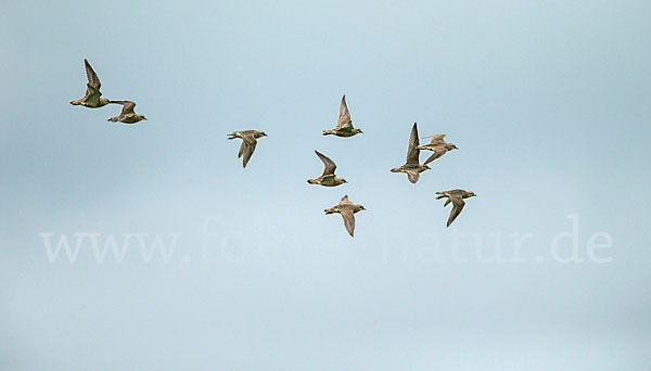 Mornellregenpfeifer (Charadrius morinellus)