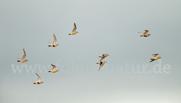 Mornellregenpfeifer (Charadrius morinellus)