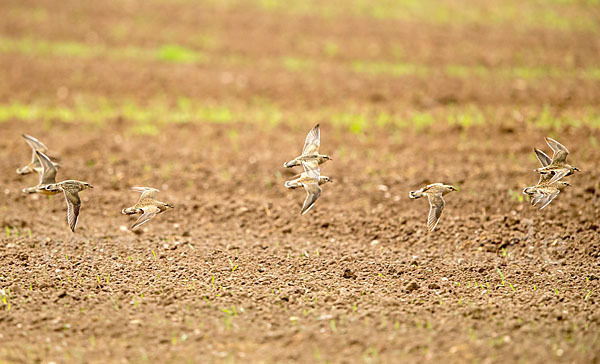 Mornellregenpfeifer (Charadrius morinellus)