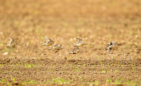 Mornellregenpfeifer (Charadrius morinellus)