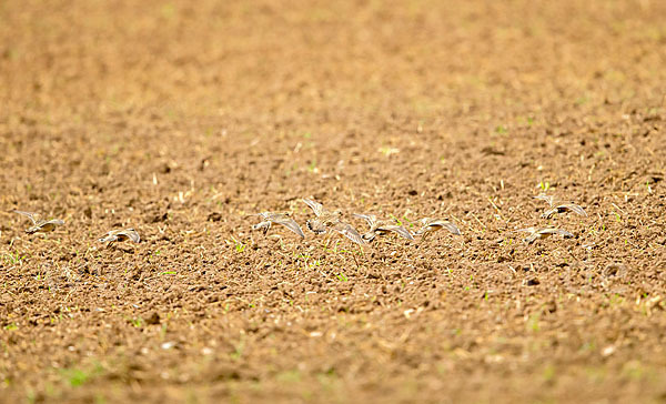 Mornellregenpfeifer (Charadrius morinellus)