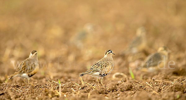 Mornellregenpfeifer (Charadrius morinellus)