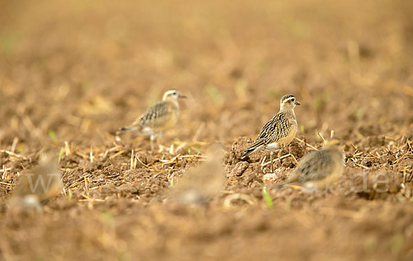 Mornellregenpfeifer (Charadrius morinellus)