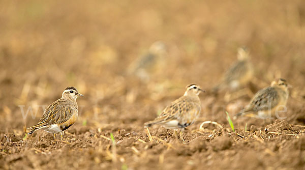 Mornellregenpfeifer (Charadrius morinellus)