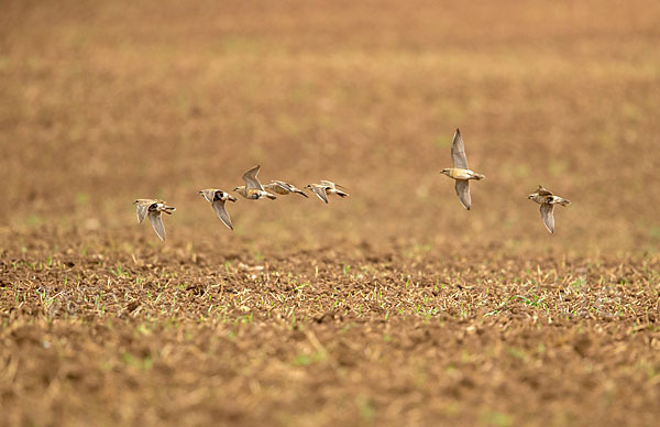 Mornellregenpfeifer (Charadrius morinellus)