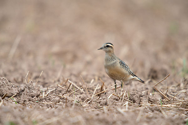 Mornellregenpfeifer (Charadrius morinellus)