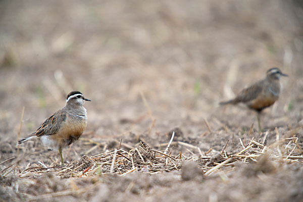 Mornellregenpfeifer (Charadrius morinellus)