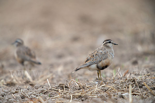 Mornellregenpfeifer (Charadrius morinellus)