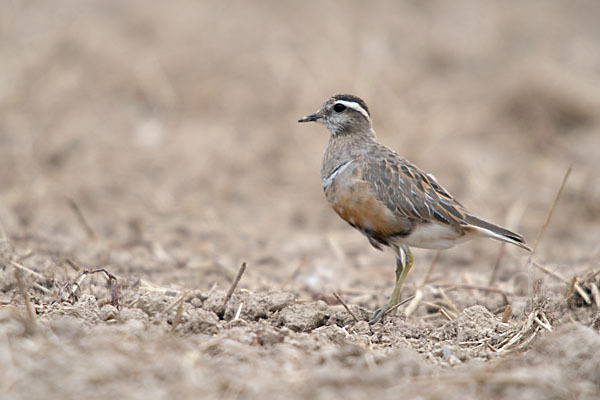 Mornellregenpfeifer (Charadrius morinellus)