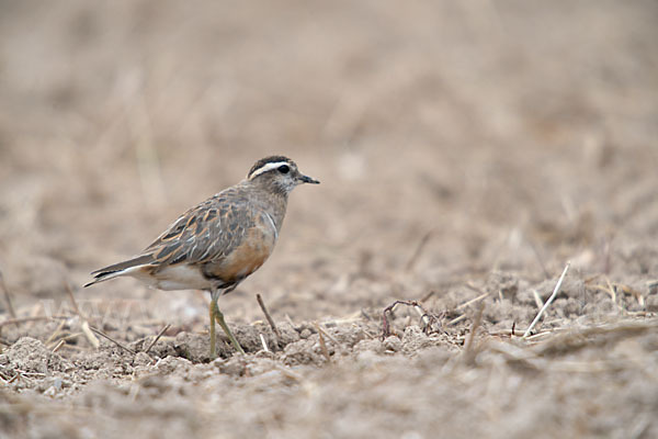 Mornellregenpfeifer (Charadrius morinellus)