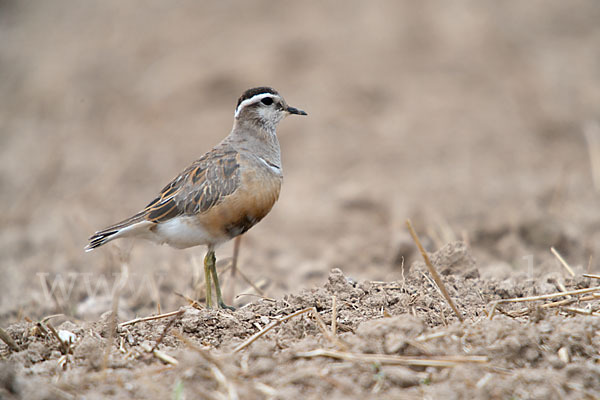 Mornellregenpfeifer (Charadrius morinellus)