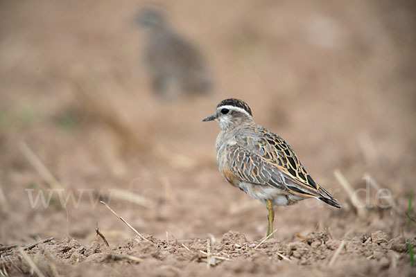 Mornellregenpfeifer (Charadrius morinellus)