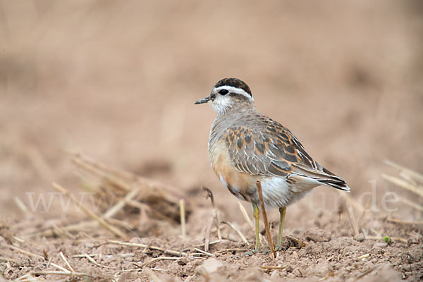 Mornellregenpfeifer (Charadrius morinellus)