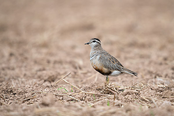 Mornellregenpfeifer (Charadrius morinellus)