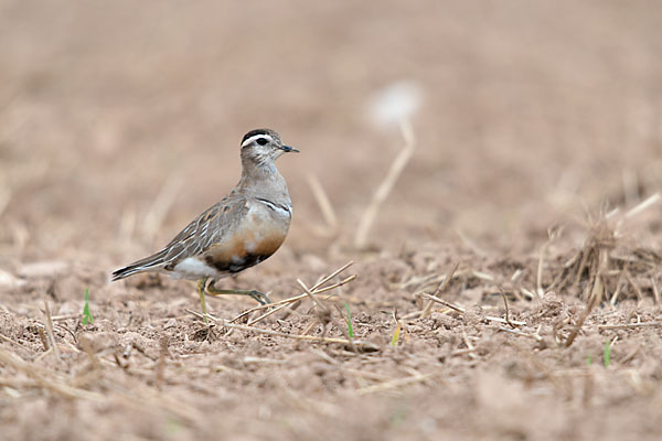 Mornellregenpfeifer (Charadrius morinellus)