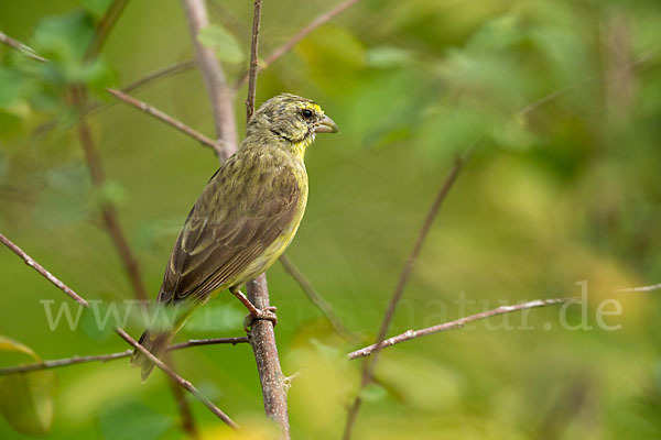 Mosambikgirlitz (Crithagra mozambica)