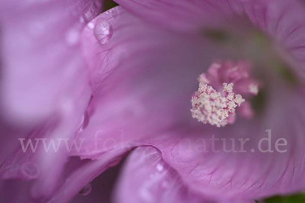 Moschus-Malve (Malva moschata)