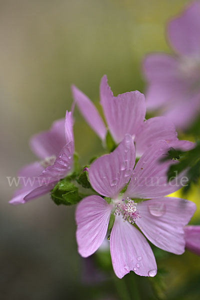 Moschus-Malve (Malva moschata)