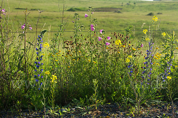 Moschus-Malve (Malva moschata)