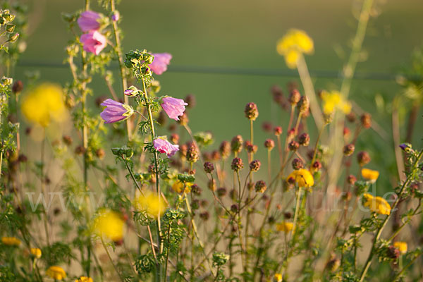 Moschus-Malve (Malva moschata)