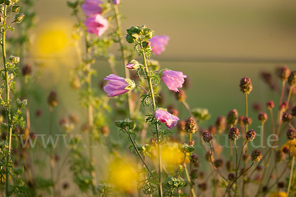 Moschus-Malve (Malva moschata)