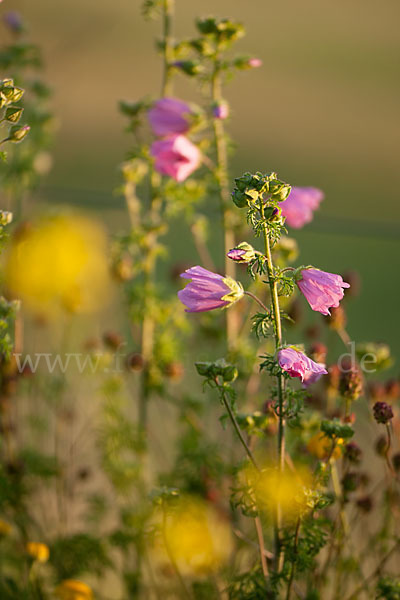 Moschus-Malve (Malva moschata)