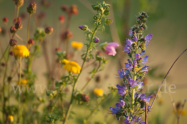 Moschus-Malve (Malva moschata)