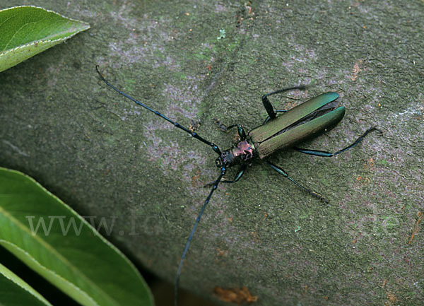 Moschusbock (Aromia moschata)