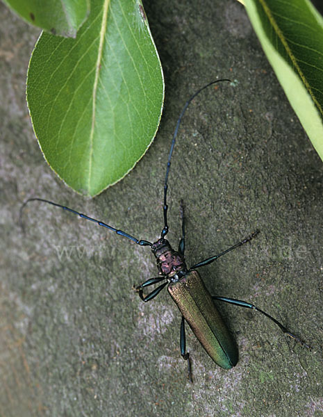 Moschusbock (Aromia moschata)