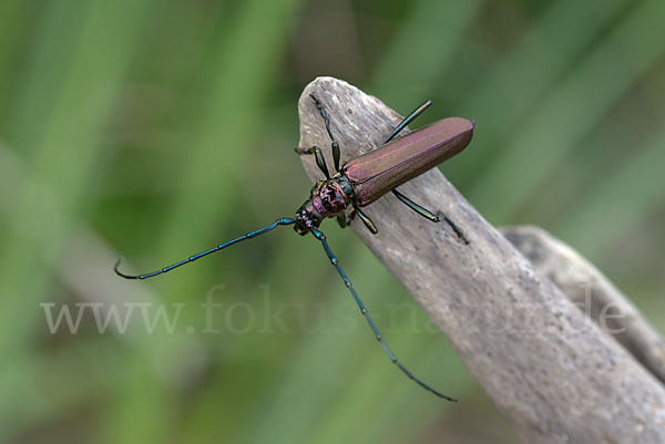 Moschusbock (Aromia moschata)