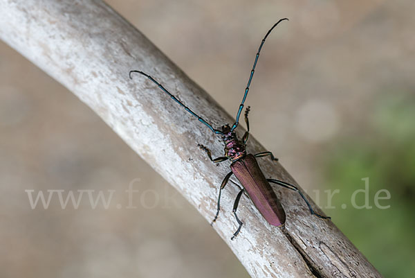 Moschusbock (Aromia moschata)