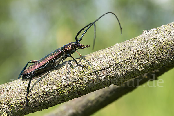 Moschusbock (Aromia moschata)