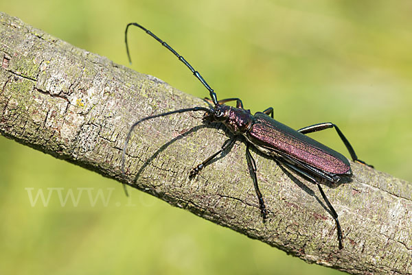 Moschusbock (Aromia moschata)