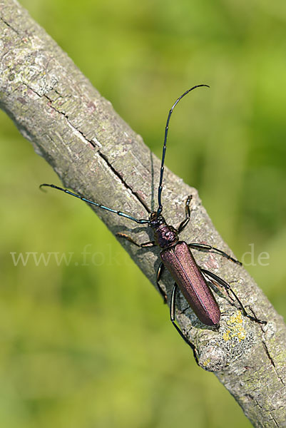 Moschusbock (Aromia moschata)