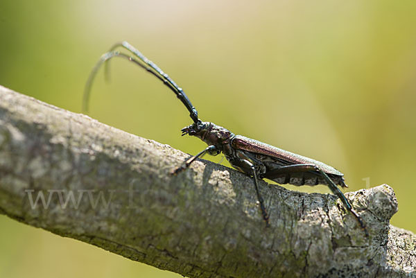 Moschusbock (Aromia moschata)