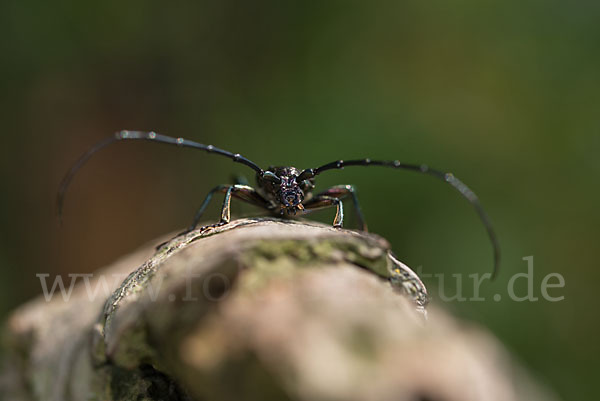 Moschusbock (Aromia moschata)