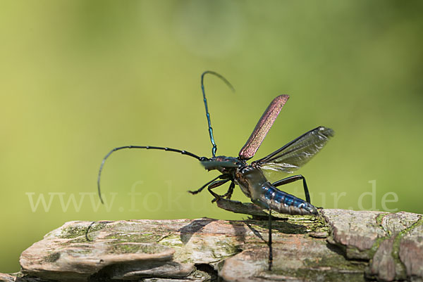 Moschusbock (Aromia moschata)