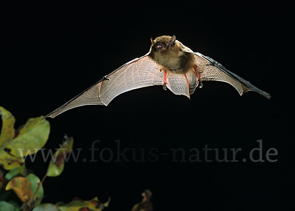 Mückenfledermaus (Pipistrellus pygmaeus)