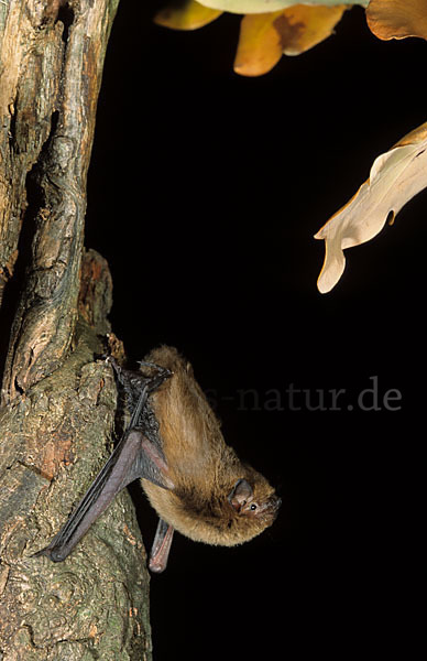 Mückenfledermaus (Pipistrellus pygmaeus)