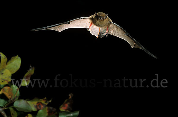 Mückenfledermaus (Pipistrellus pygmaeus)