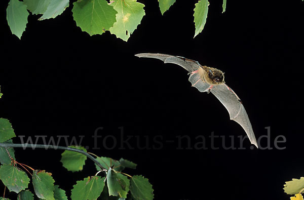 Mückenfledermaus (Pipistrellus pygmaeus)
